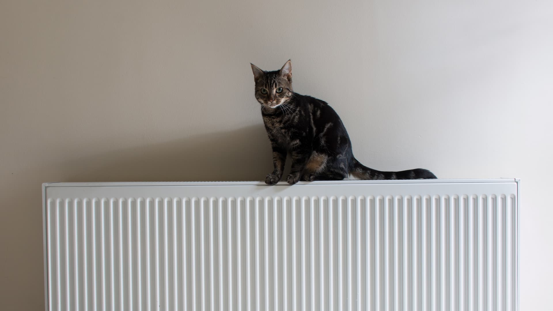Katt på element uppvärmt av fjärrvärme.