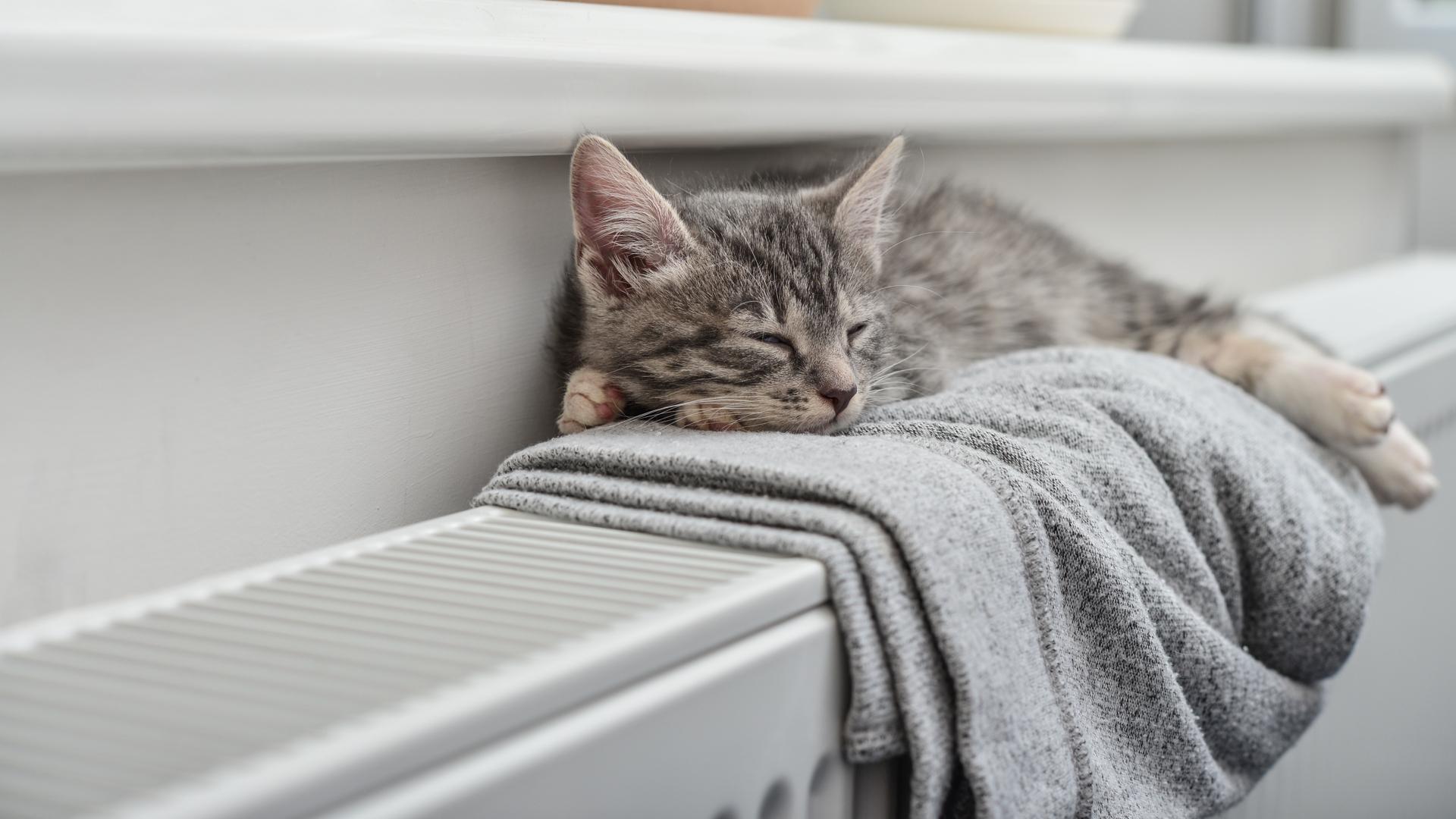 Katt på element uppvärmt av fjärrvärme