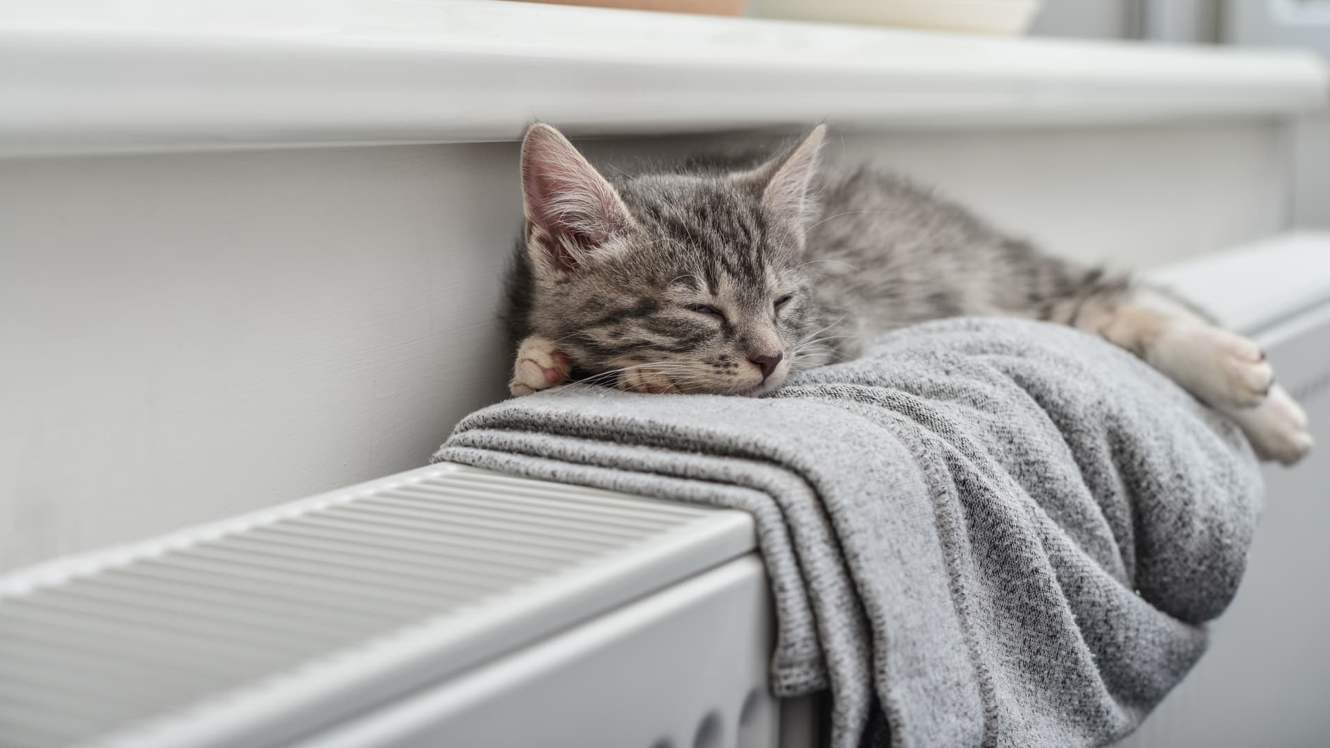 Katt på element uppvärmt av fjärrvärme