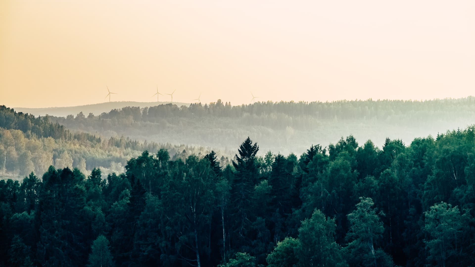 Utsikt över skogar med vindkraftverk i bakgrunden.