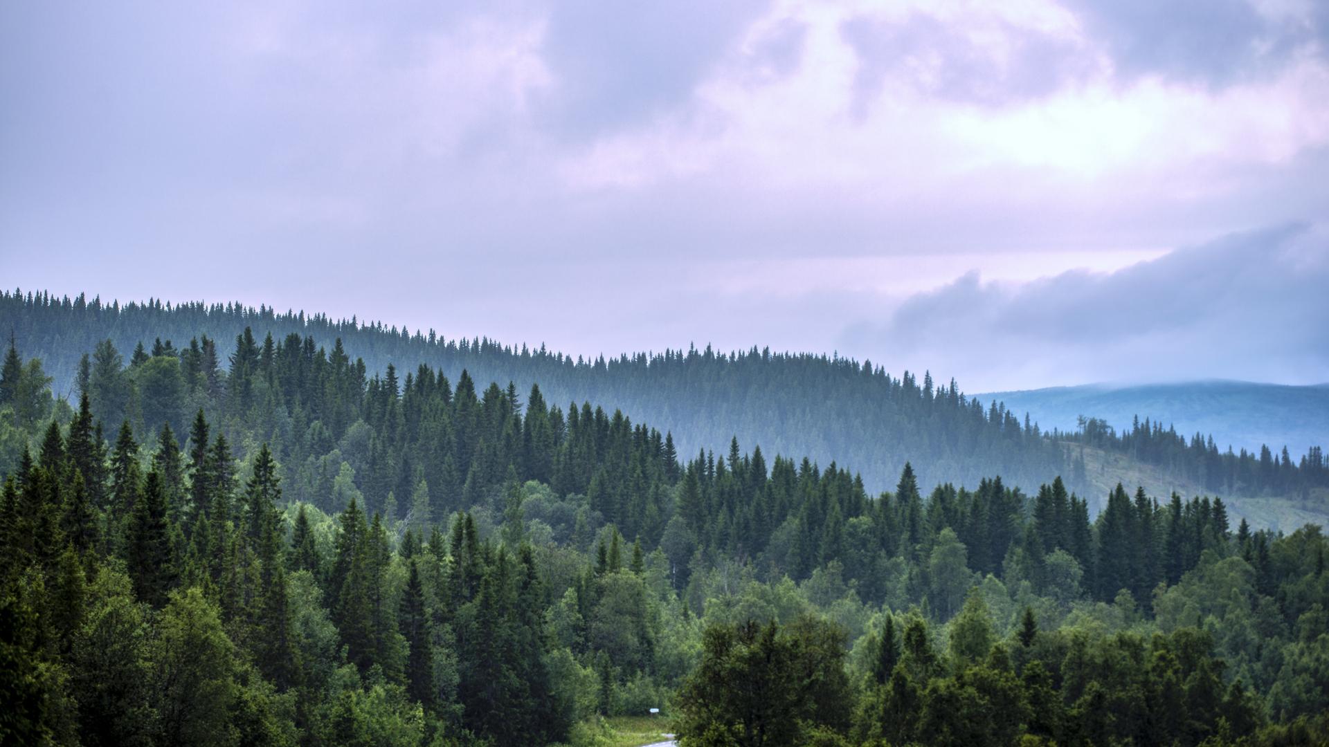 En vy över skog och fjäll en disig morgon.