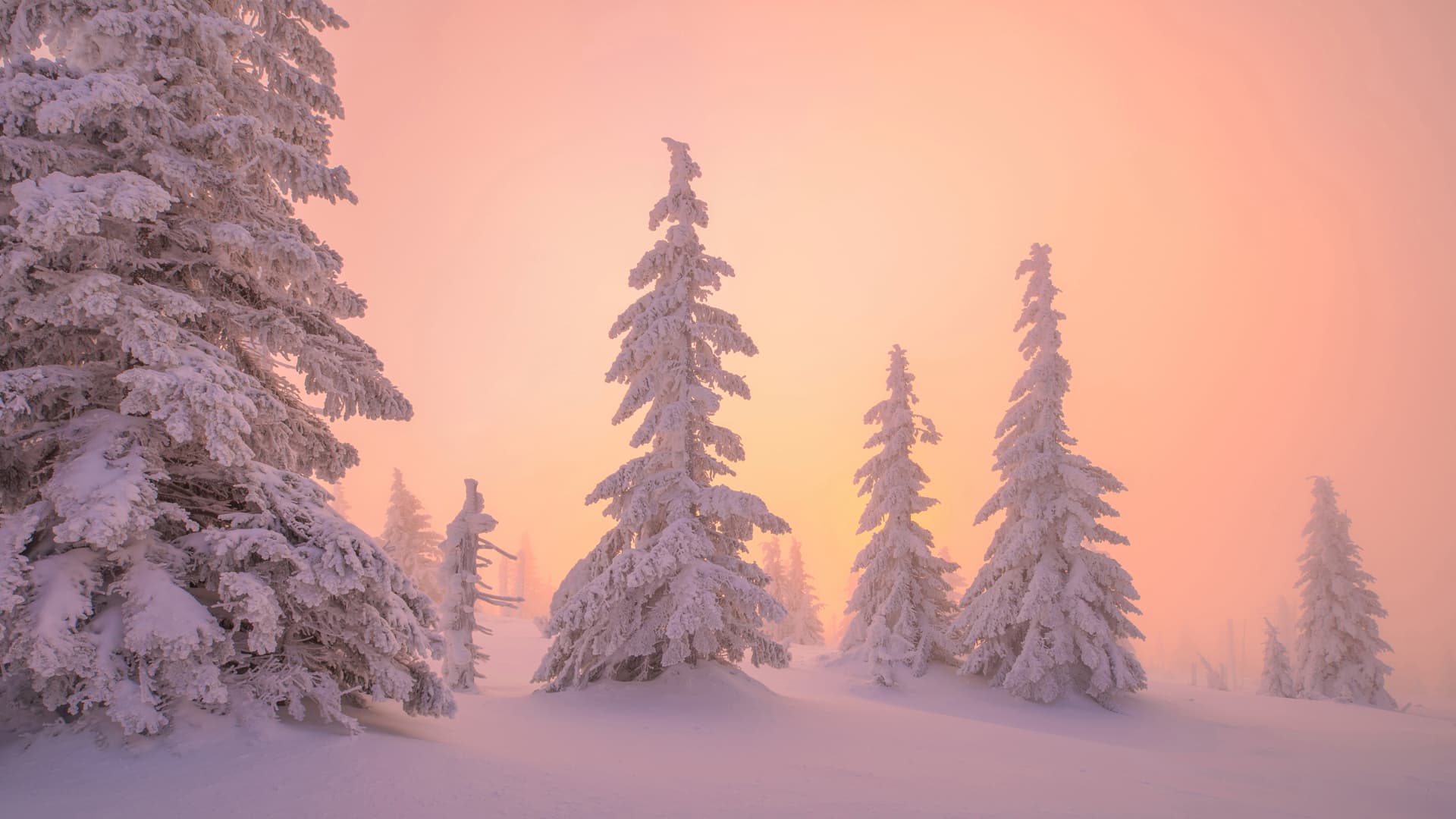 Snöig skog i morgonljus