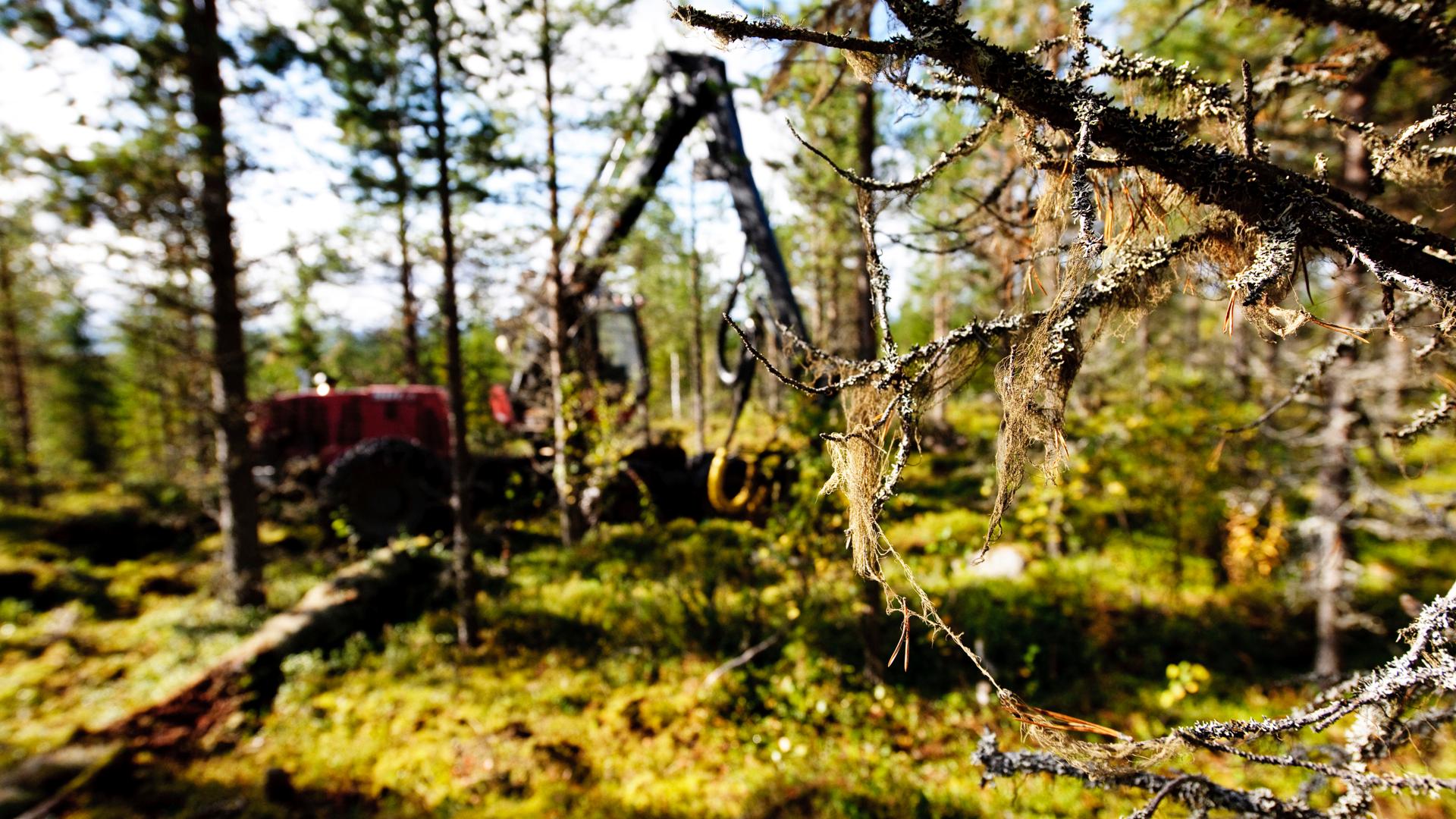 En ensam skogsmaskin i gammal skog