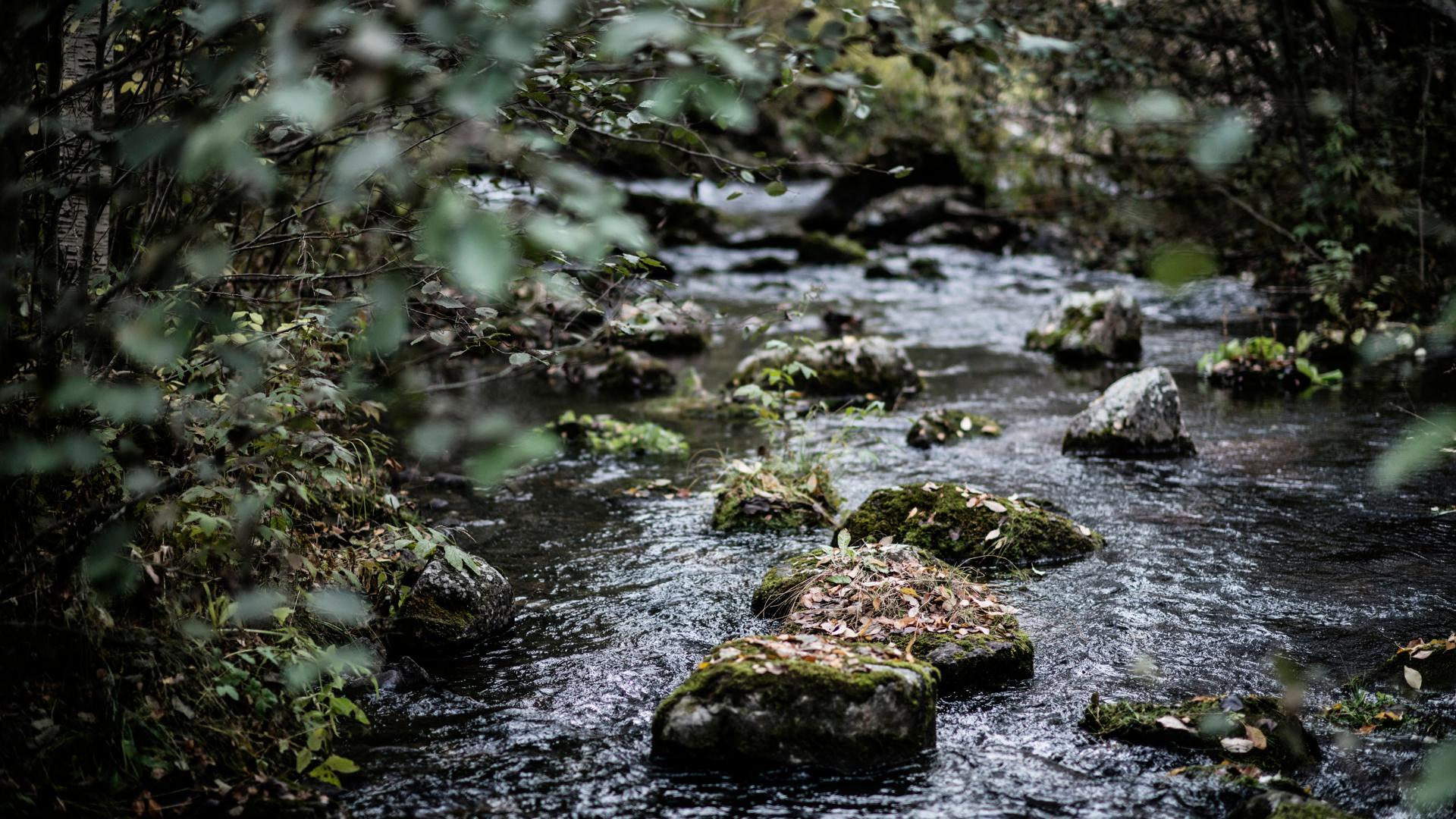 En rinnande bäck med flera mossbeklädda stenar i. I förgrunden hänger grenar från ett träd ner.
