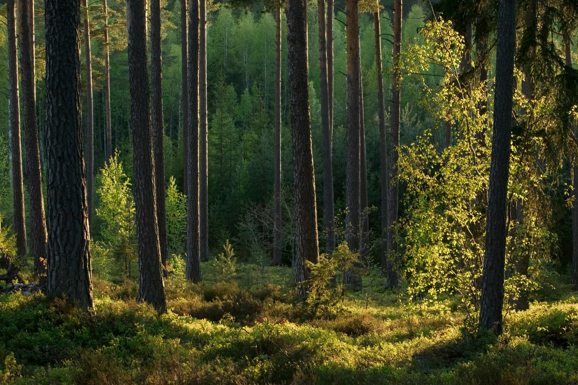 Skog i morgonljus.