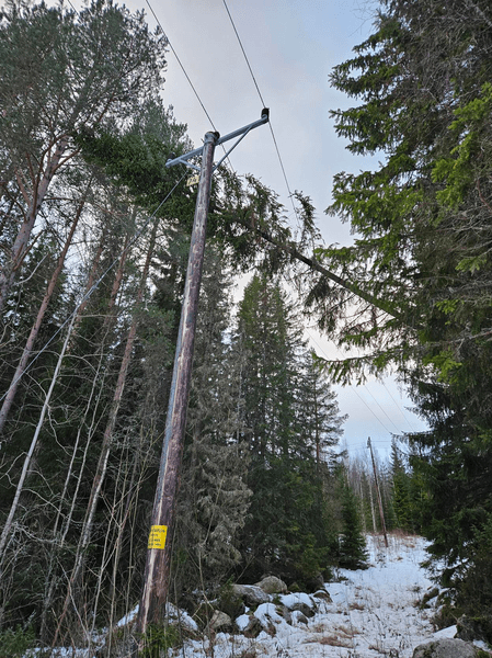 Ett träd ligger över en elledning