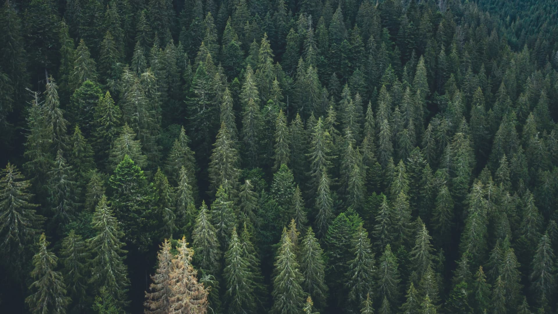 En skog av gröna granar tagen uppifrån