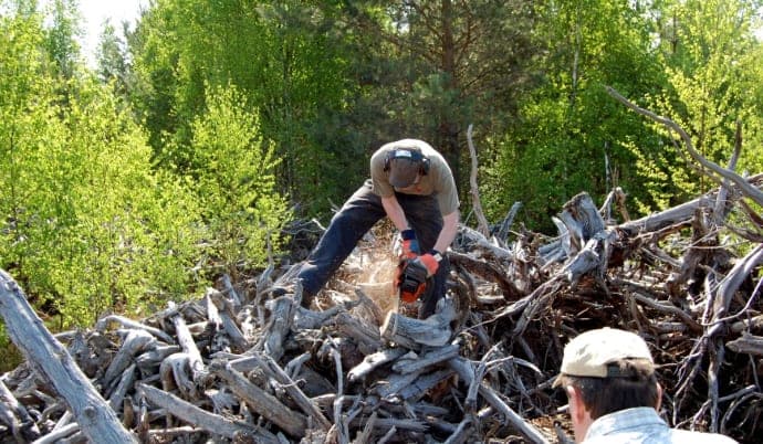 Johannes Edvardsson forskar på urgamla träd. De gamla träden som legat gömda i den Jämtländska torvmossen kan nu bidra till att bringa klarhet kring klimatförändringar. Foto: Marija Tamkeviciute och Johannes Edvardsson.