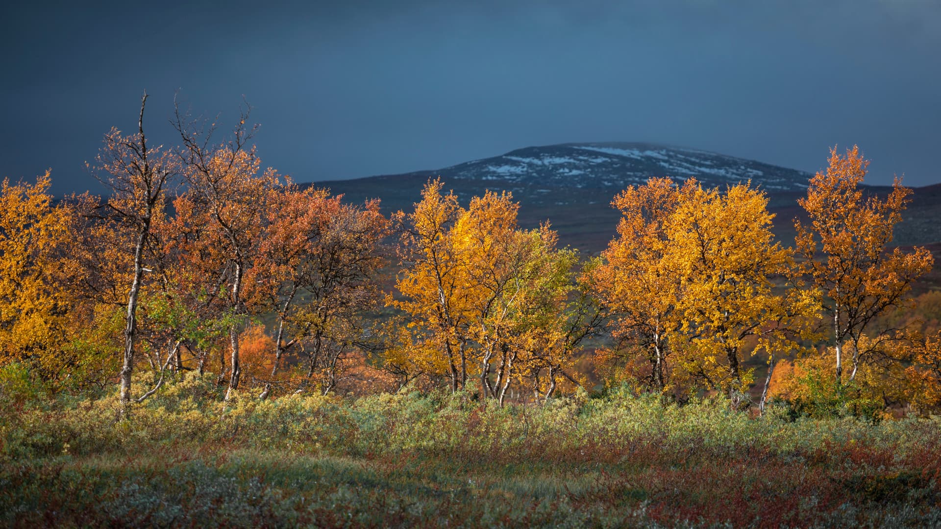 Fjällbjörkar med gula höstlöv och ett snötäckt berg i bakgrunden
