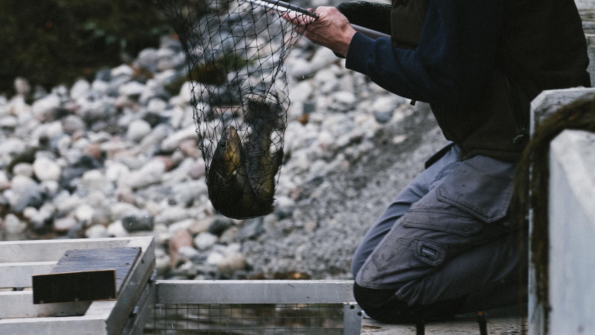 En fisk tas upp i en håv ur fiskräknaren i Billstaån.