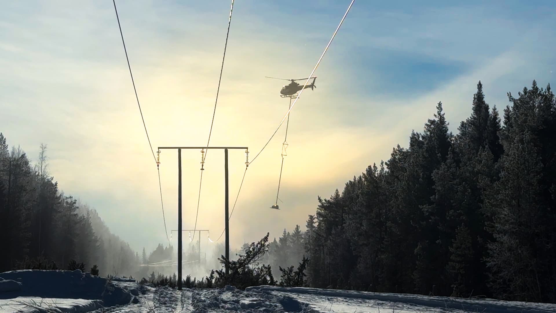 En helikopter sågar tallar som ligger över elnätet.